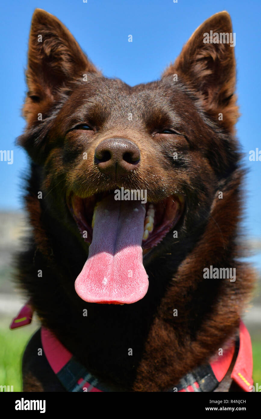Ritratto di un australian kelpie cane con il salvataggio del sistema di cavi del cane Foto Stock