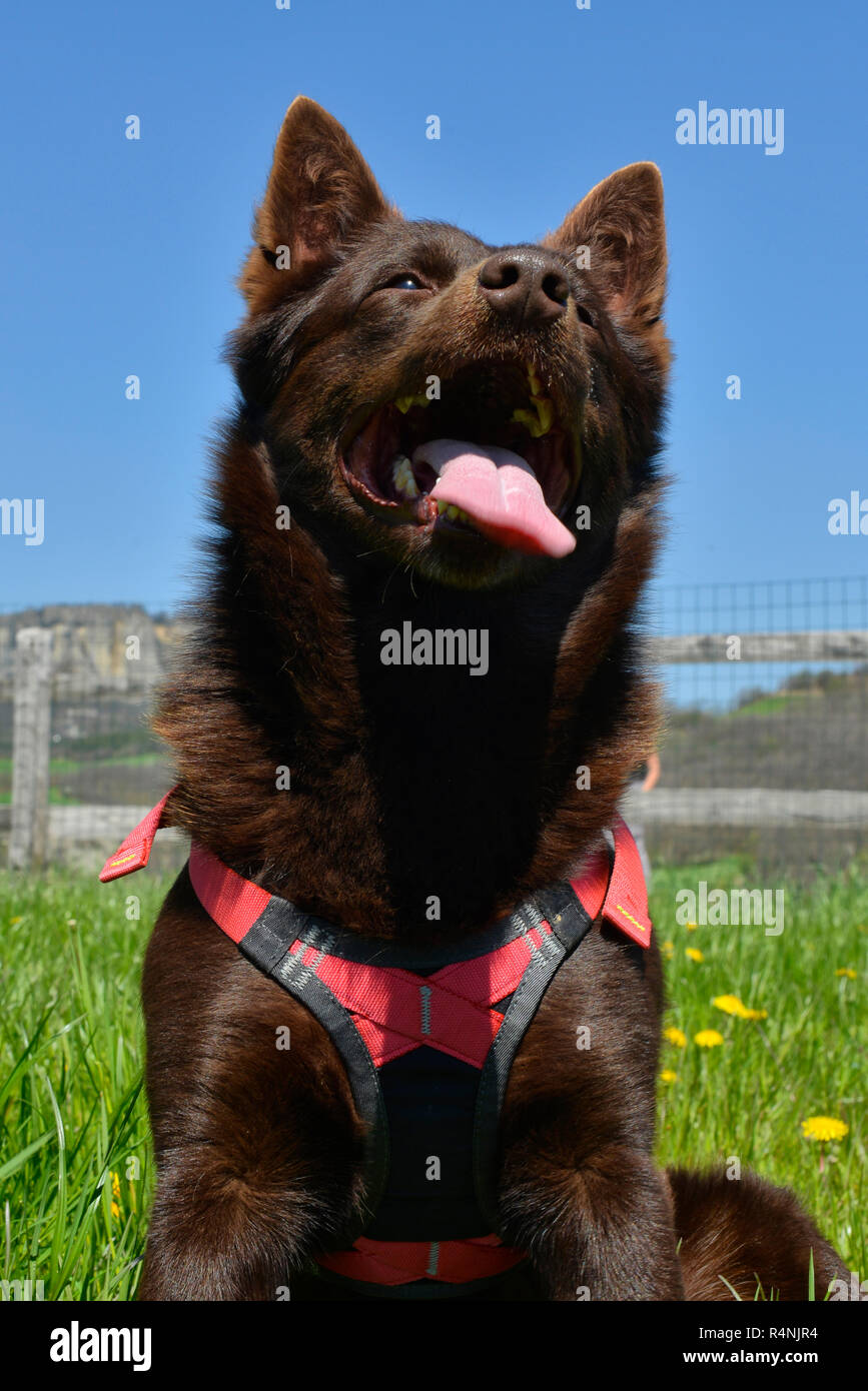 Ritratto di un australian kelpie cane con il salvataggio del sistema di cavi del cane Foto Stock