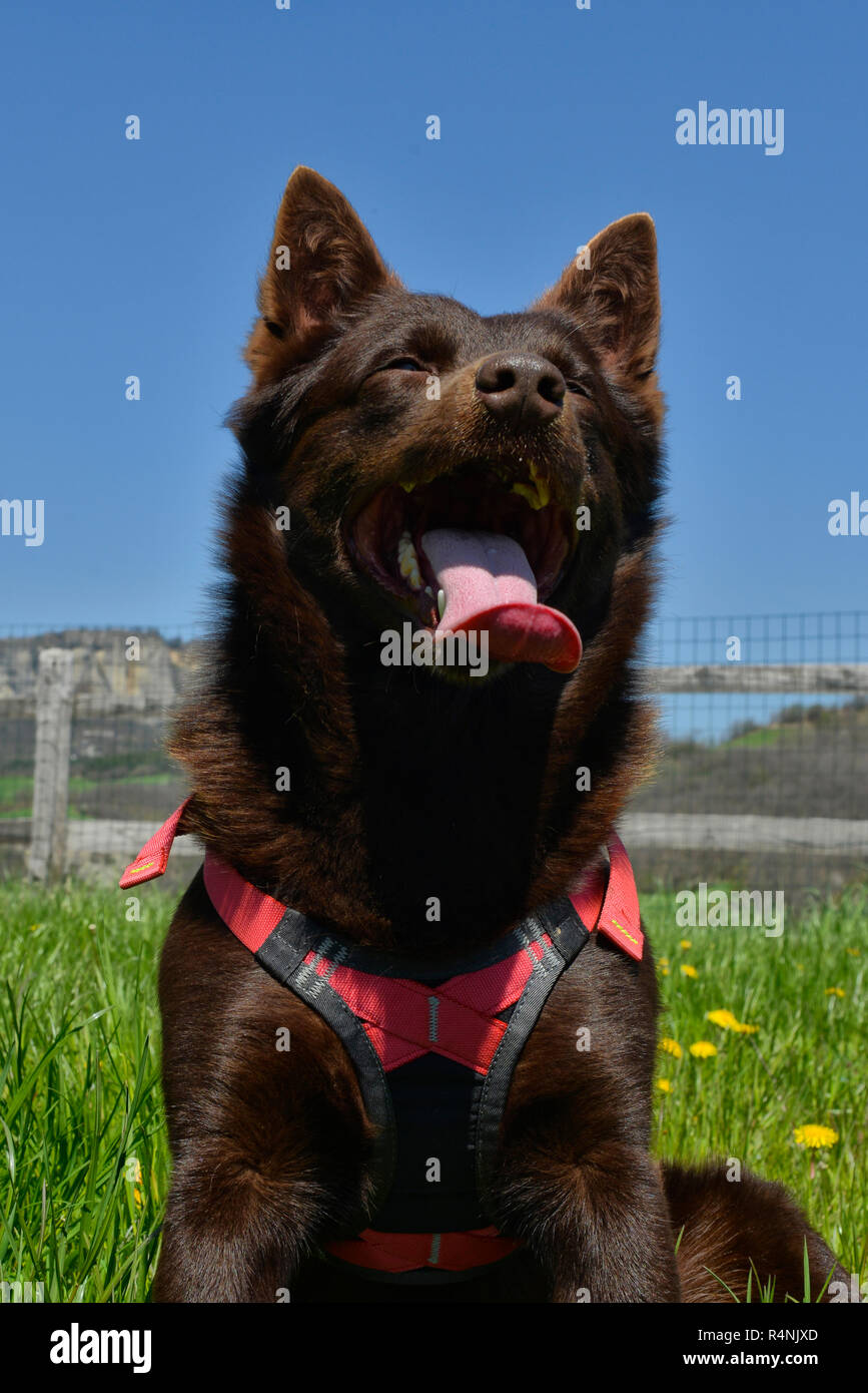 Ritratto di un australian kelpie cane con il salvataggio del sistema di cavi del cane Foto Stock