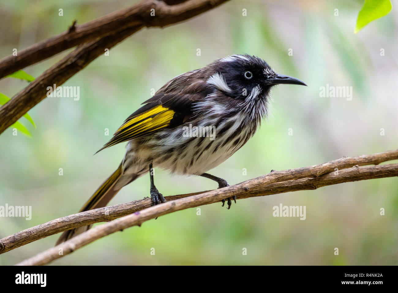 Colorato New Holland Honeyeater appollaiato sul ramo in Australia Occidentale Foto Stock