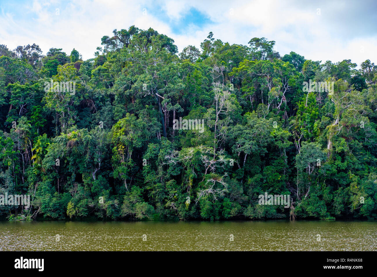 Densa foresta pluviale tropicale nel nord Queensland, Australia Foto Stock