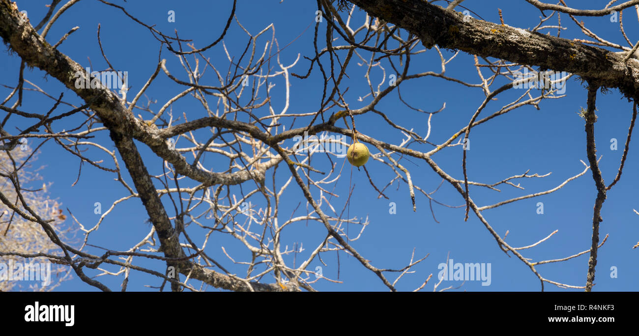 Bellissima autumn tree con caduto foglie secche , autunno sfondo naturale. Foto Stock