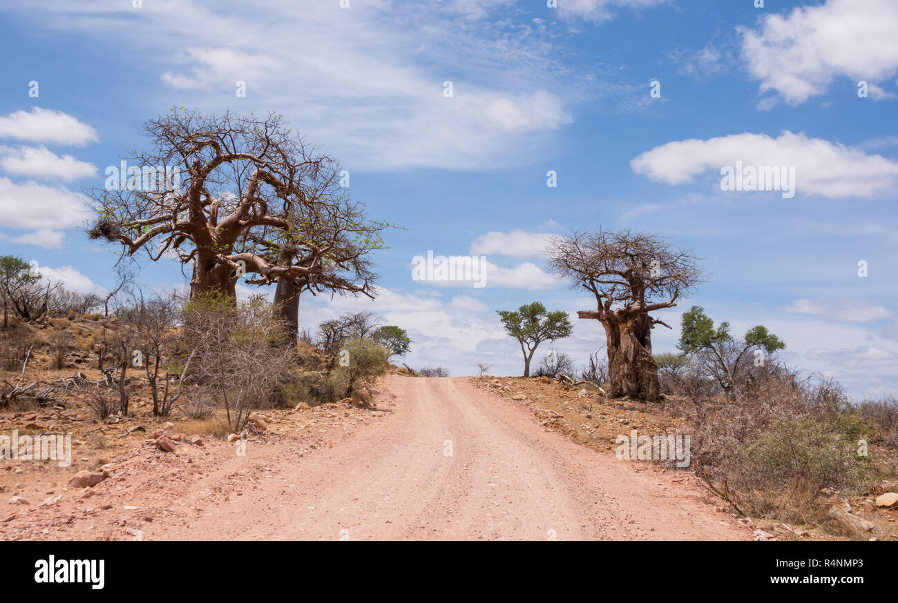 Un paesaggio di Limpopo con alberi di baobab in Sud Africa Foto Stock