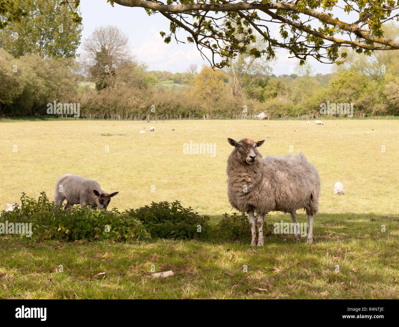 Due pecore, madre e di agnello, in un campo sotto un albero cercando carino Foto Stock