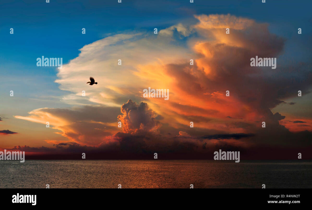 Tranquillo in scena con la silhouette di un uccello che sta volando contro il cielo al tramonto sopra il fiume Amazzonia, Brasile Foto Stock