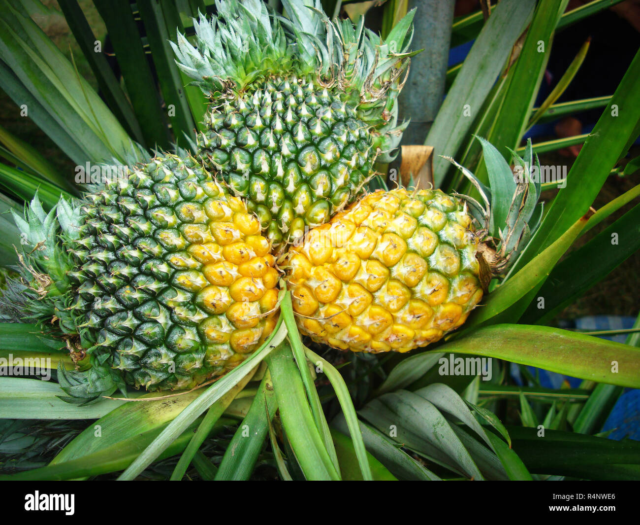 Campo di Ananas / ananas fresco in una fattoria organica giardino di frutta - bella giovane frutta ananas sulla fattoria di frutta tropicale che cresce in background sul campo Foto Stock