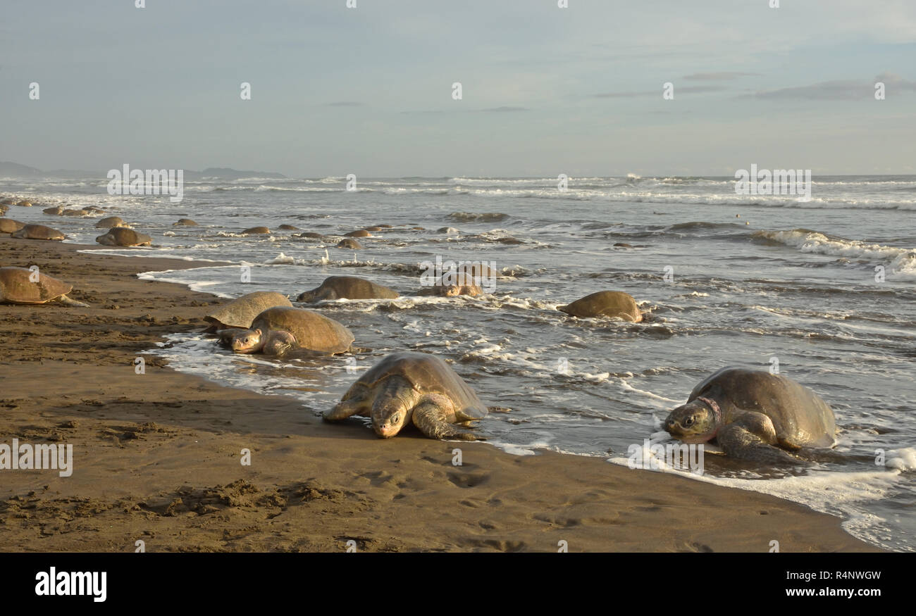 Un massiccio di nidificazione delle tartarughe di Olive Ridley tartarughe di mare in spiaggia Ostional; Costa Rica, Guancaste Foto Stock