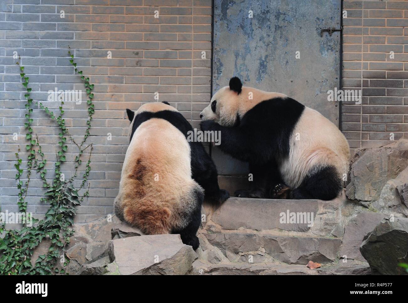 Hangzh, Hangzh, Cina. 28 Nov, 2018. Hangzhou, Cina-adorabili panda giganti a Hangzhou Zoo in Hangzhou, est ChinaÃ¢â'¬â"¢s nella provincia di Zhejiang. Credito: SIPA Asia/ZUMA filo/Alamy Live News Foto Stock