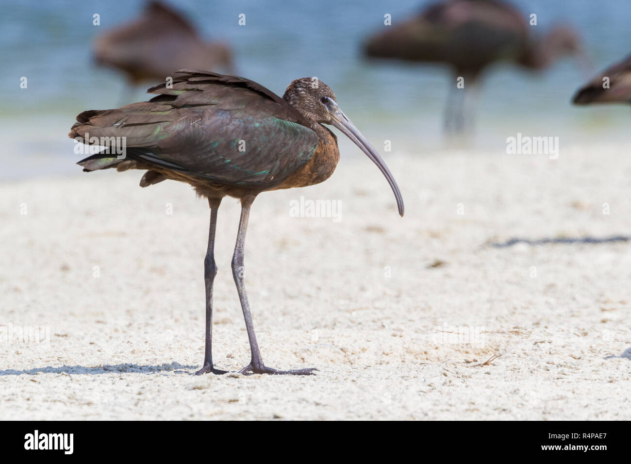 Ibis lucido (Plegadis falcinellus), immaturi in piedi su una spiaggia in Oman Foto Stock
