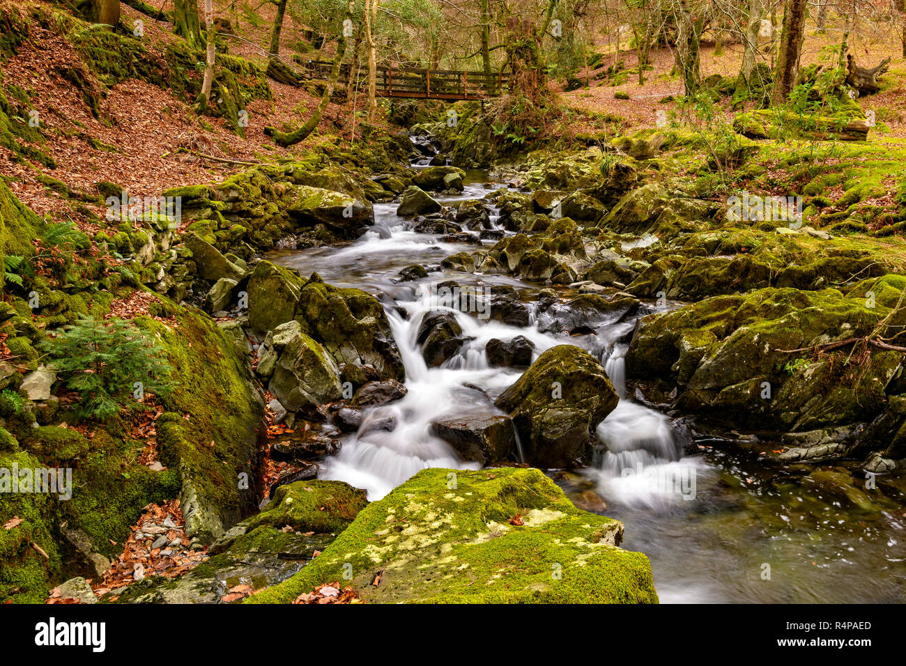 Rydal Beck come cascades attraverso il bosco intorno a Rydal Hall Foto Stock