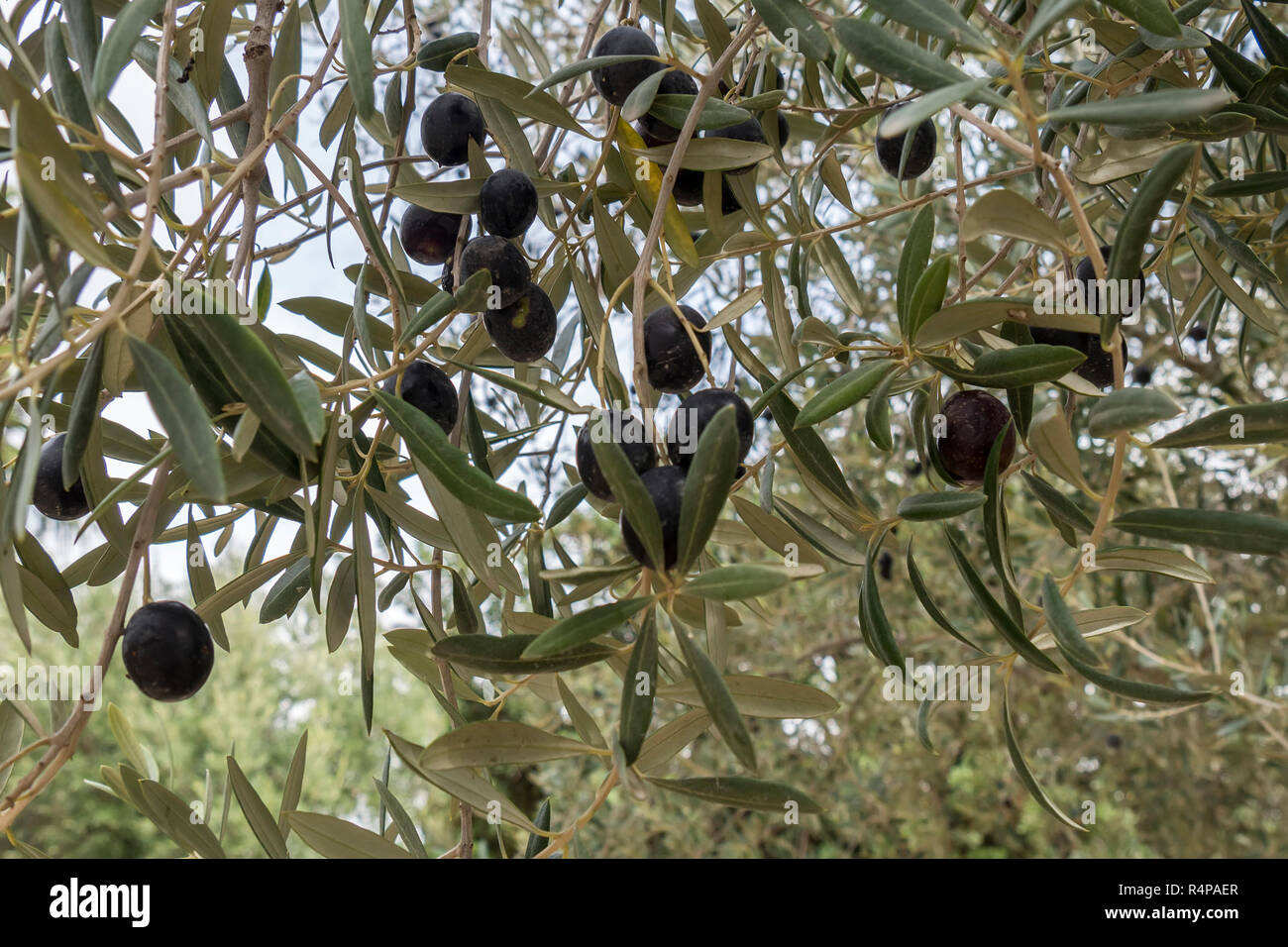 Mature olive nere sulla struttura ad albero Foto Stock