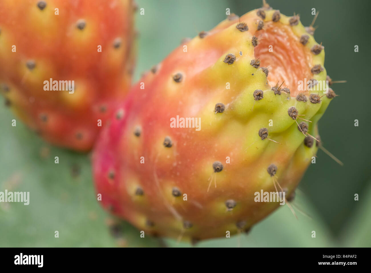 Cactaceae, Opuntia, fichidindia cactus fruitsand Foto Stock