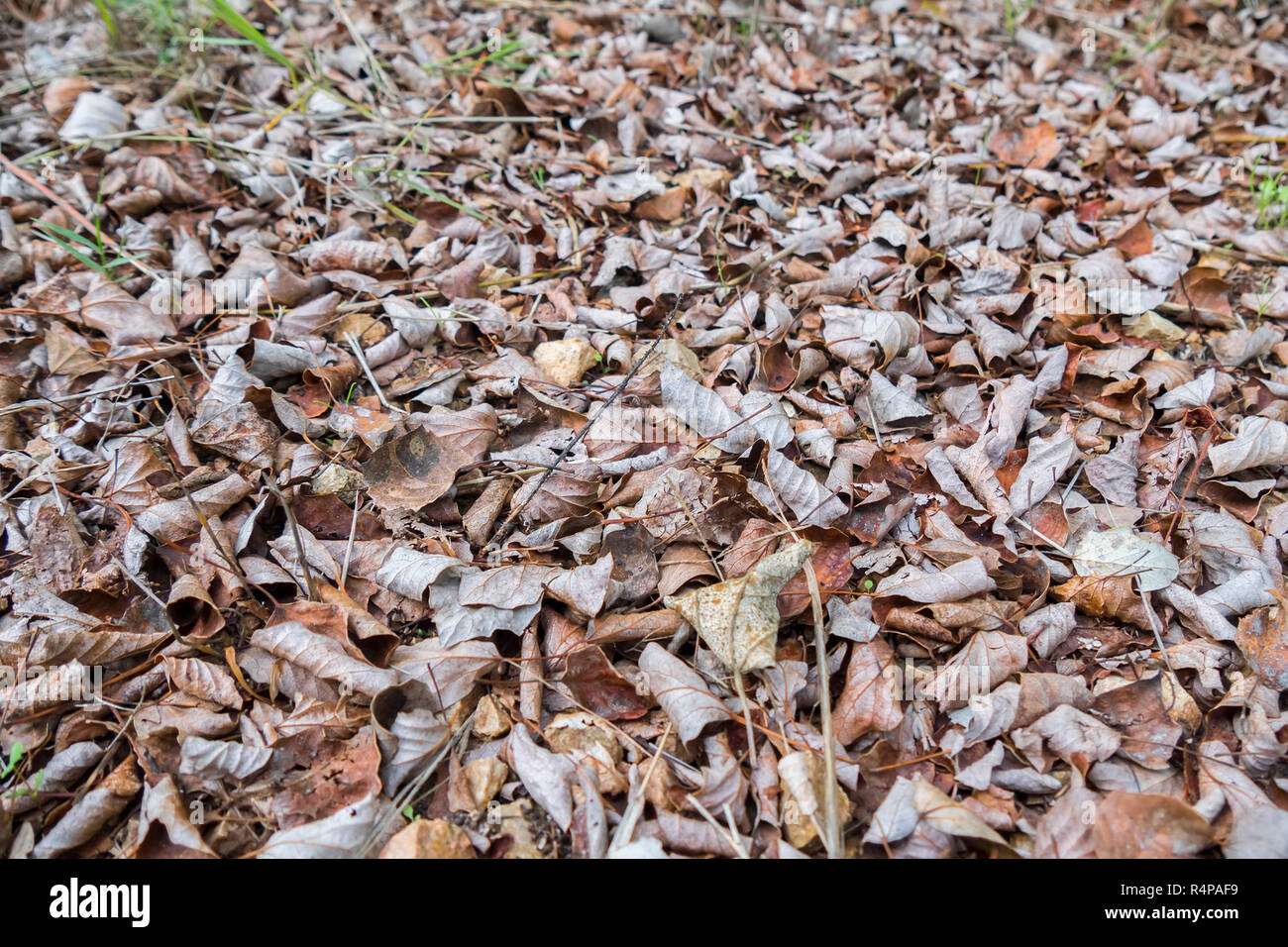 Caduti a secco le foglie in autunno Foto Stock