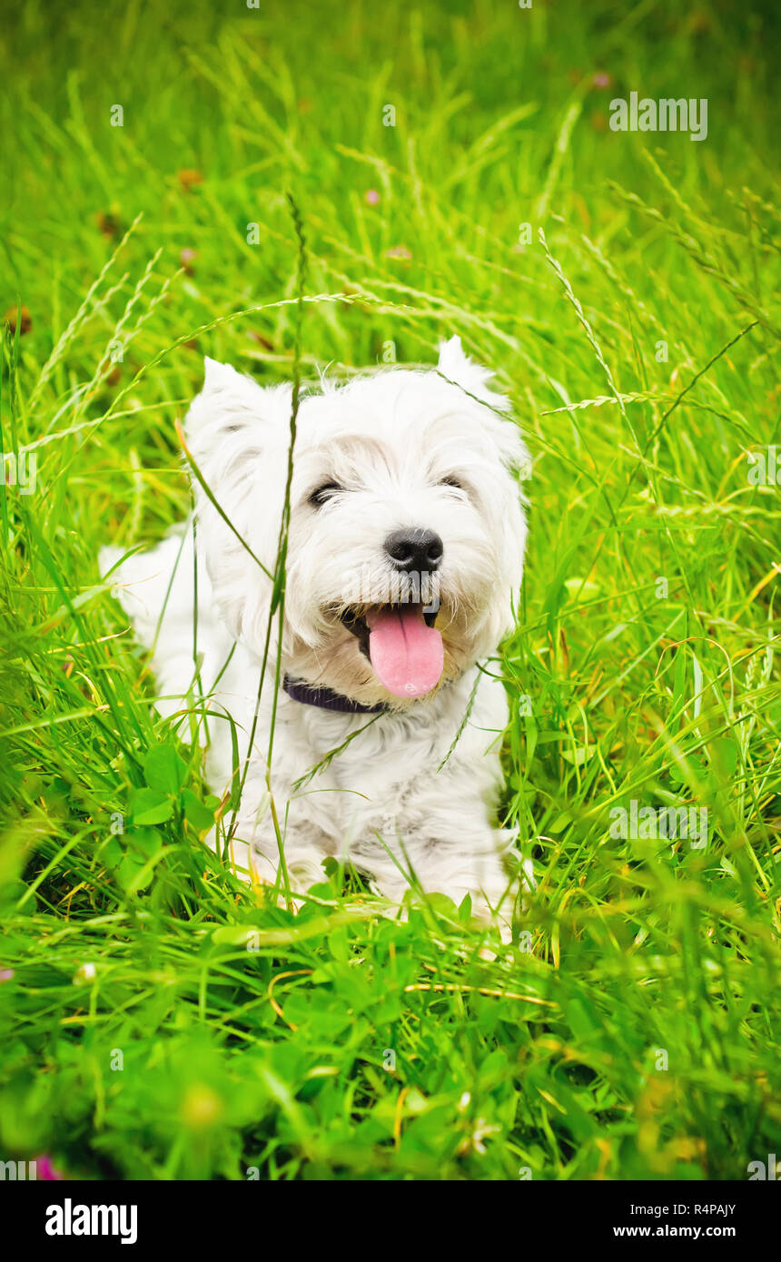 West Highland White Terrier su un prato verde all'aperto Foto Stock