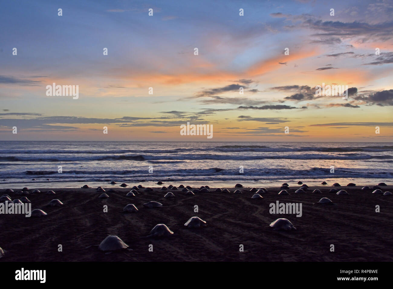 Un massiccio di nidificazione delle tartarughe di Olive Ridley tartarughe di mare in spiaggia Ostional; Costa Rica, Guancaste Foto Stock