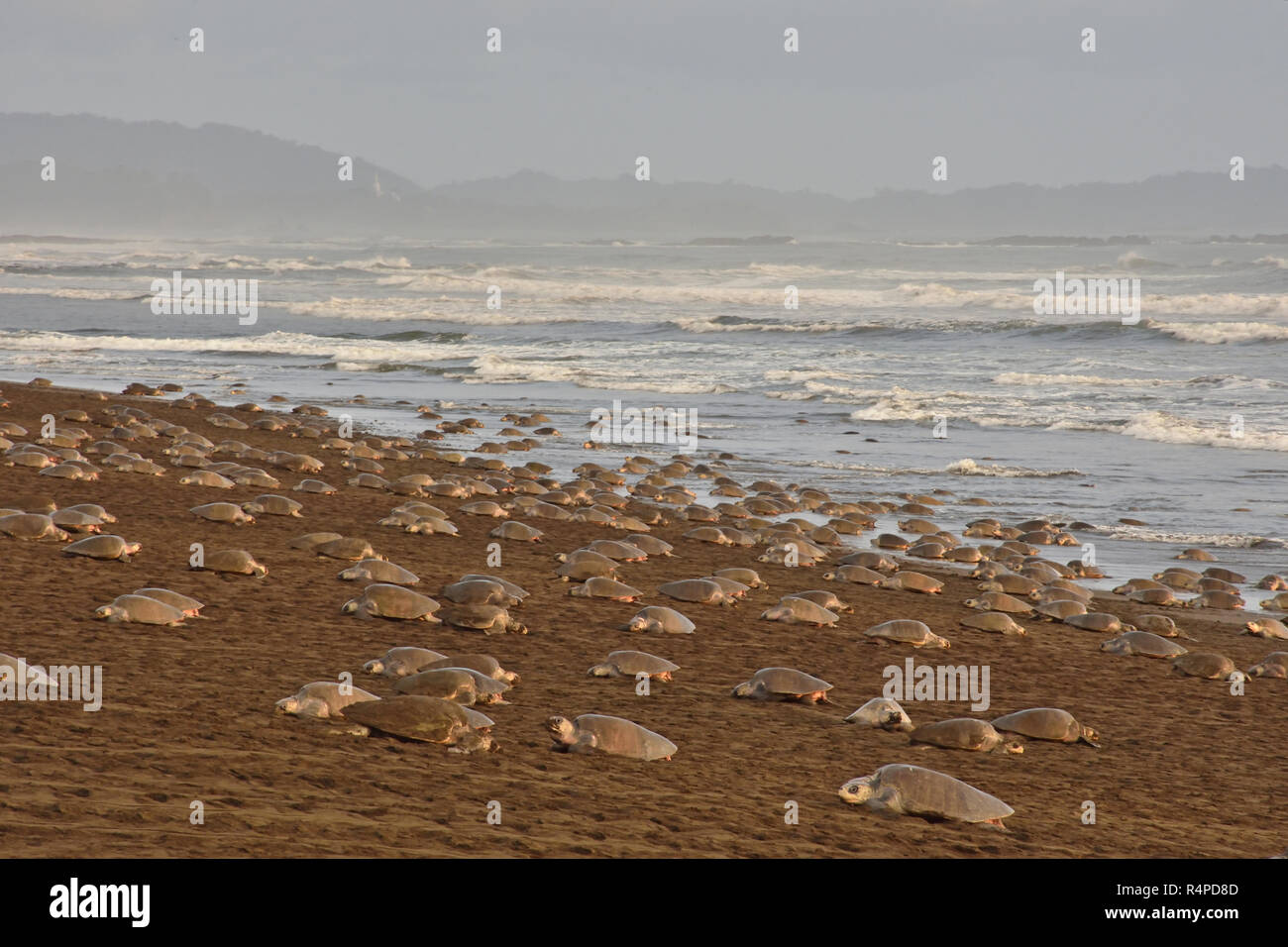 Un massiccio di nidificazione delle tartarughe di Olive Ridley tartarughe di mare in spiaggia Ostional; Costa Rica, Guancaste Foto Stock