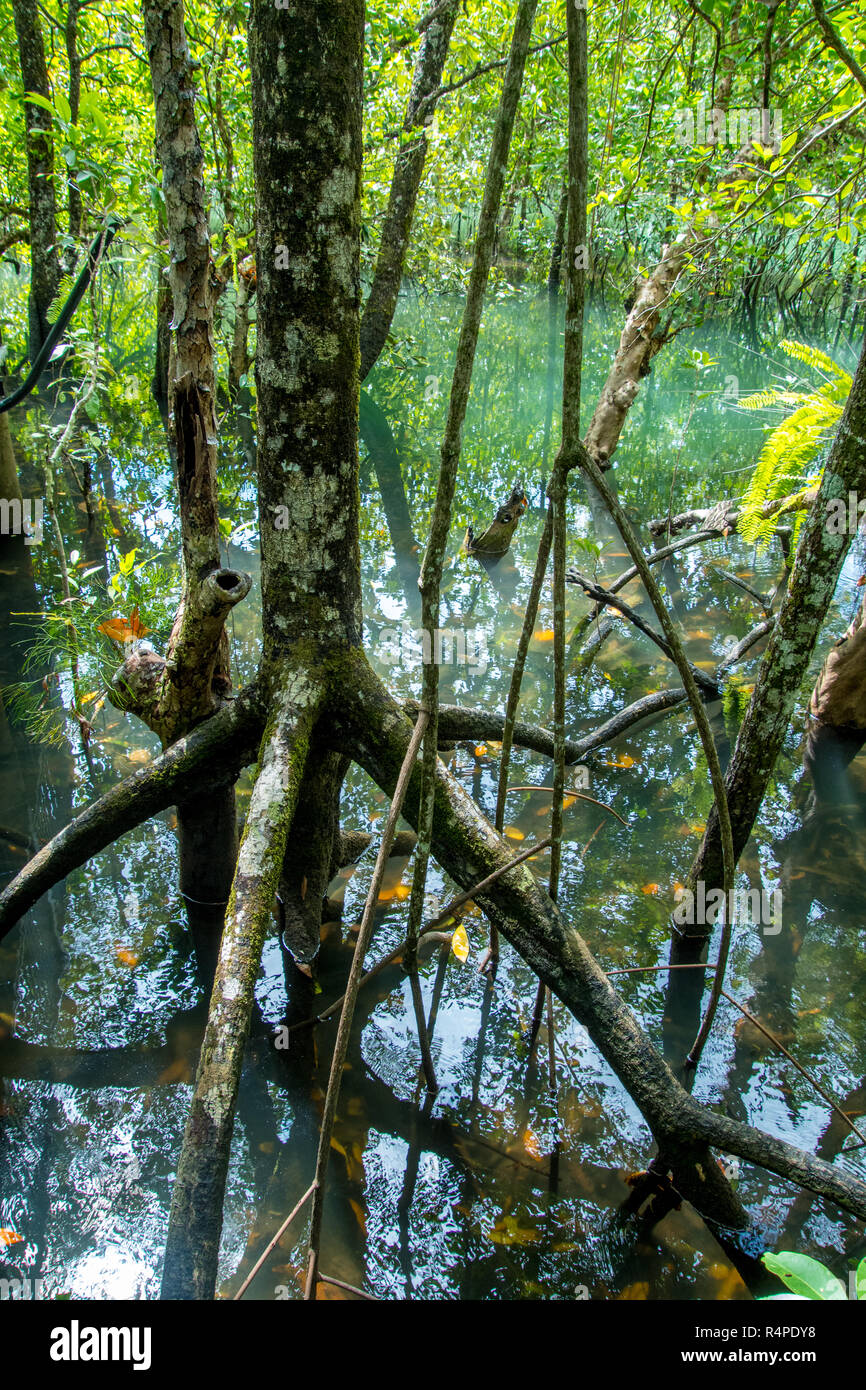 Allagata la foresta di mangrovie in tropicale Nord Queensland, Australia Foto Stock