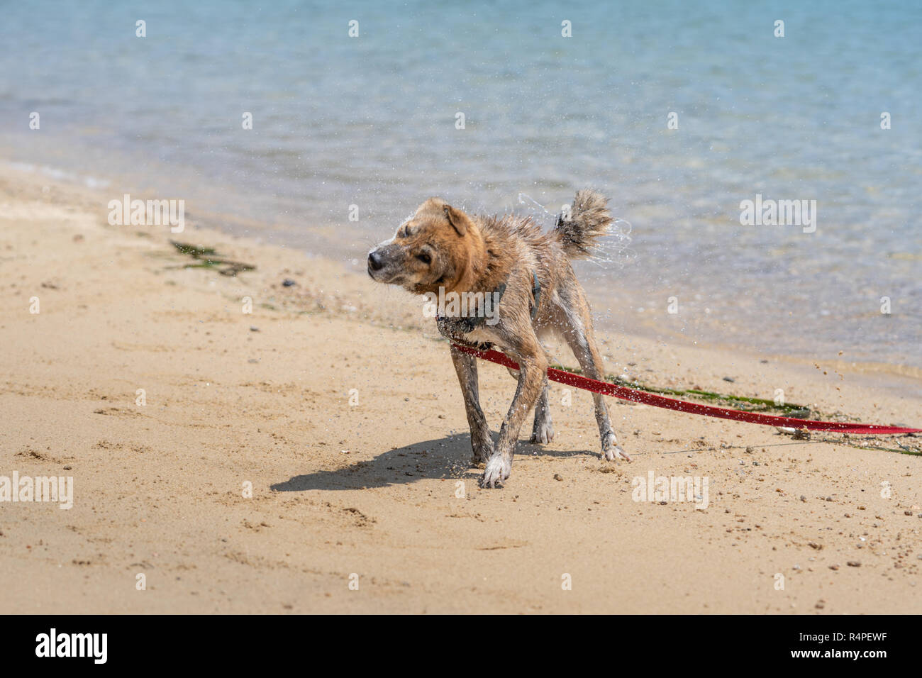 Cane di nuoto in mare Foto Stock