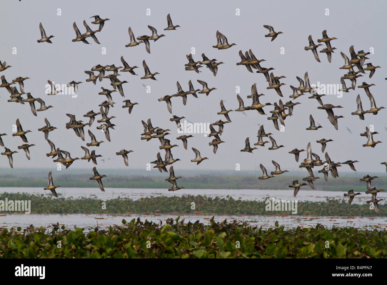 Stormo di uccelli migratori a Baikka Beel Santuario. Si tratta di un santuario della fauna selvatica in Ave Haor zone umide vicino a Srimangal. Moulvibazar, Bangladesh. Foto Stock