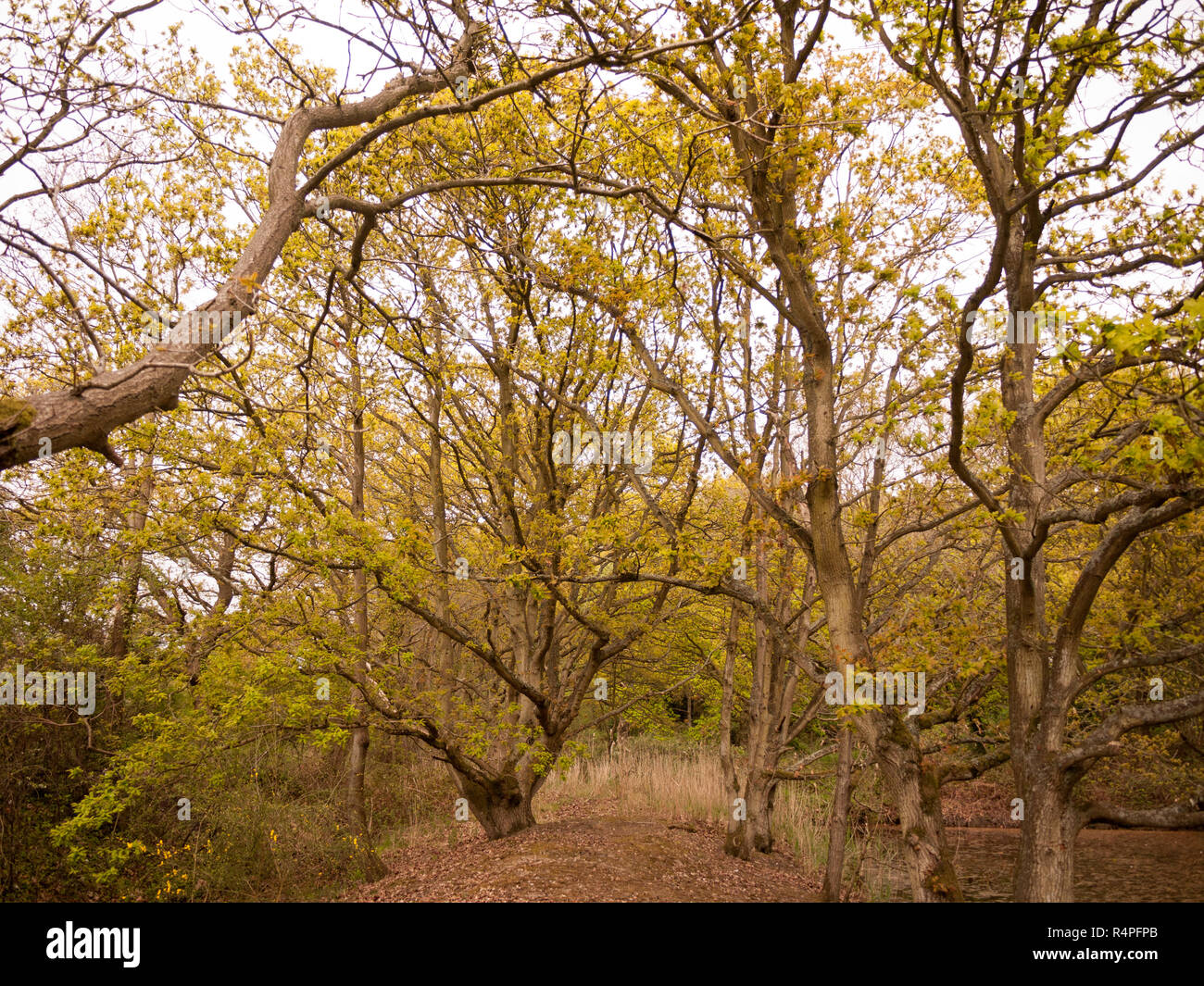 Alberi in primavera con rami e nuove foglie verdi in una foresta Foto Stock