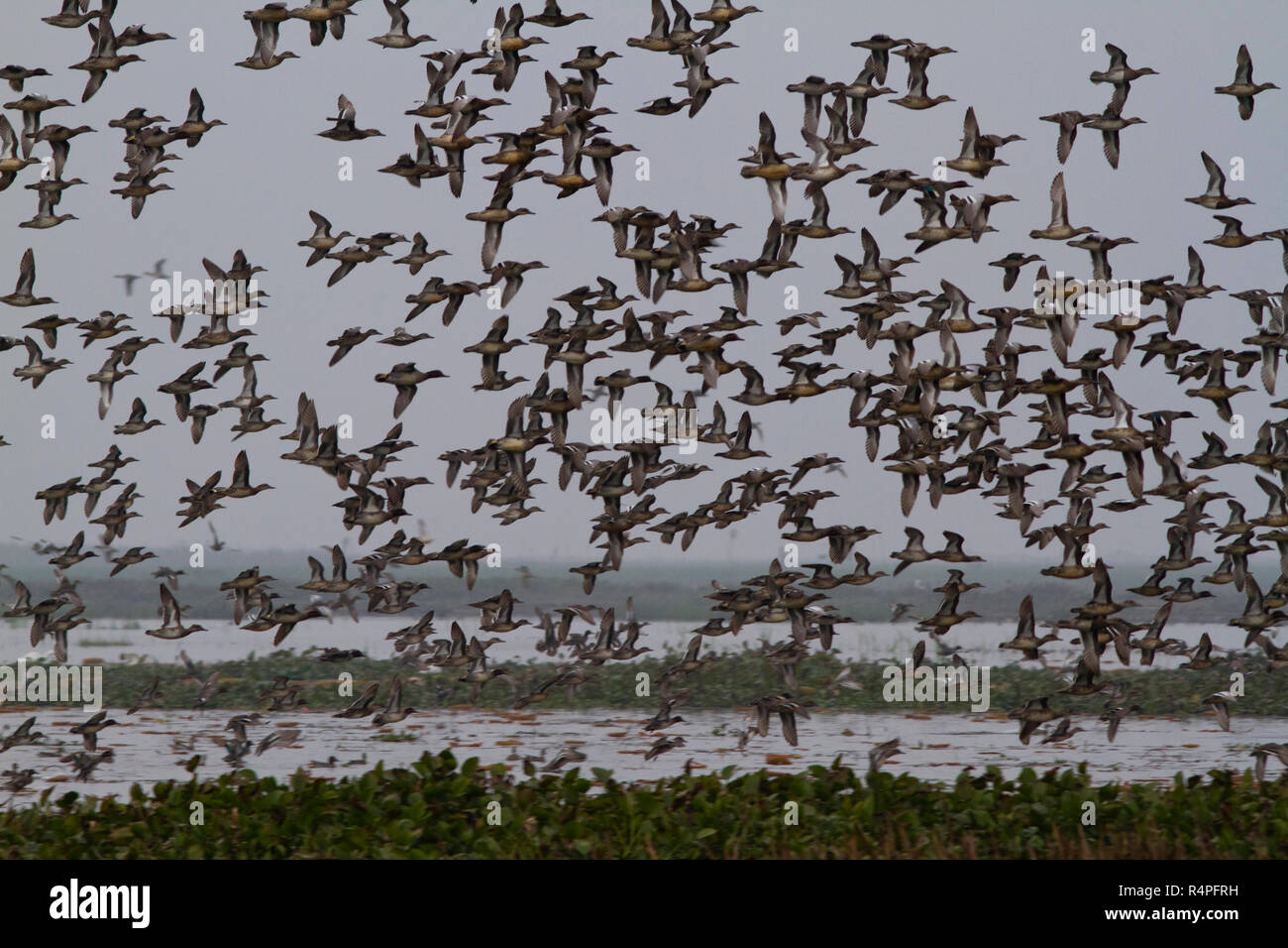 Stormo di uccelli migratori a Baikka Beel Santuario. Si tratta di un santuario della fauna selvatica in Ave Haor zone umide vicino a Srimangal. Moulvibazar, Bangladesh. Foto Stock