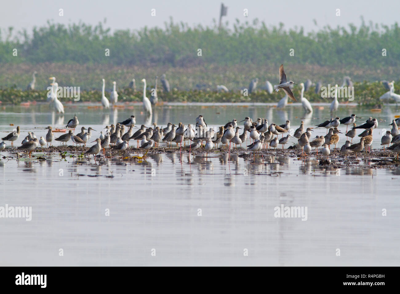 Stormo di uccelli migratori a Baikka Beel Santuario. Si tratta di un santuario della fauna selvatica in Ave Haor zone umide vicino a Srimangal. Moulvibazar, Bangladesh. Foto Stock