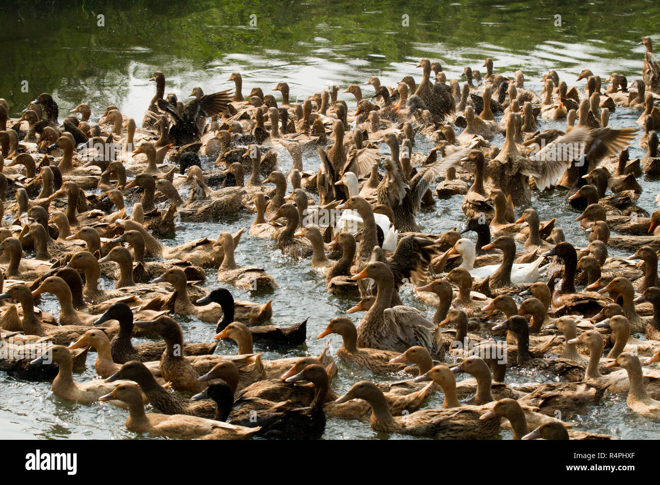 Anatre essendo herded a Tanguar Haor anche chiamato Tangua Haor. Si tratta di un unico ecosistema delle paludi. Ogni inverno il haor è casa di circa 200 tipi di migr Foto Stock