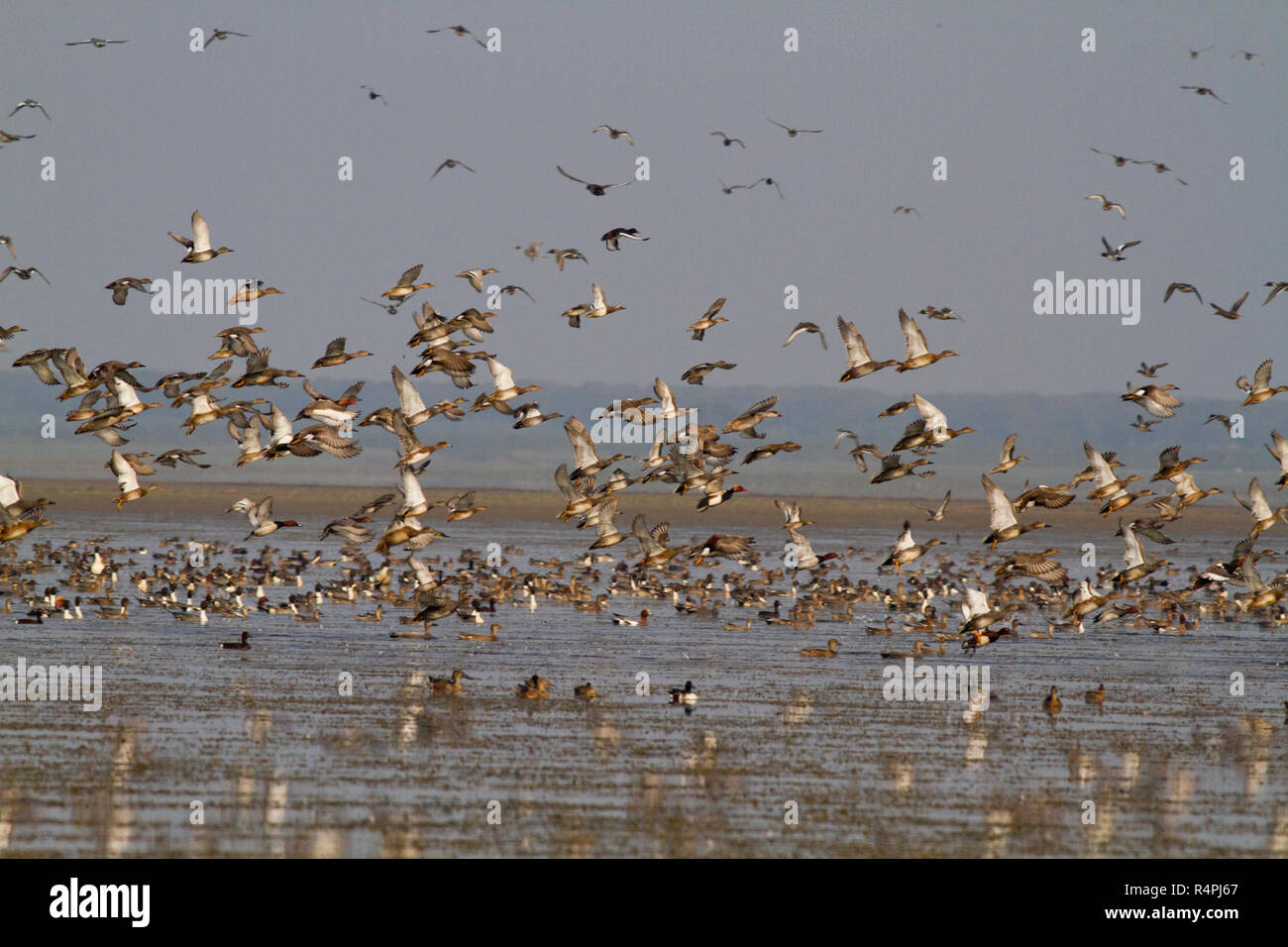 Stormo di uccelli migratori a Tanguar Haor anche chiamato Tangua Haor. Si tratta di un unico ecosistema delle paludi. Ogni inverno il haor è casa di circa 200 tipi o Foto Stock