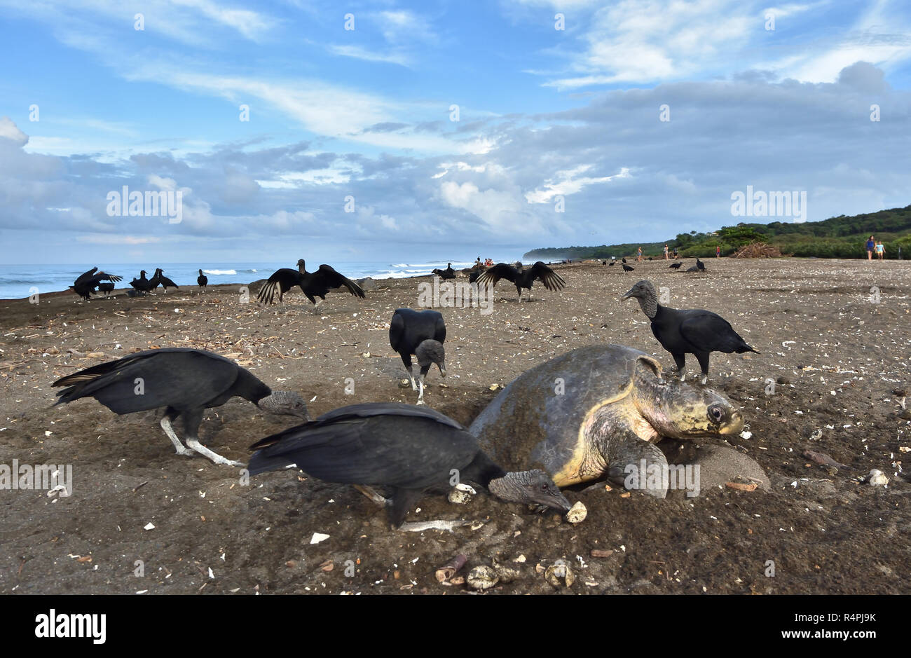 Un avvoltoi mangiare le uova delle Olive Ridley sea turtle mentre la tartaruga depositare le sue uova Foto Stock