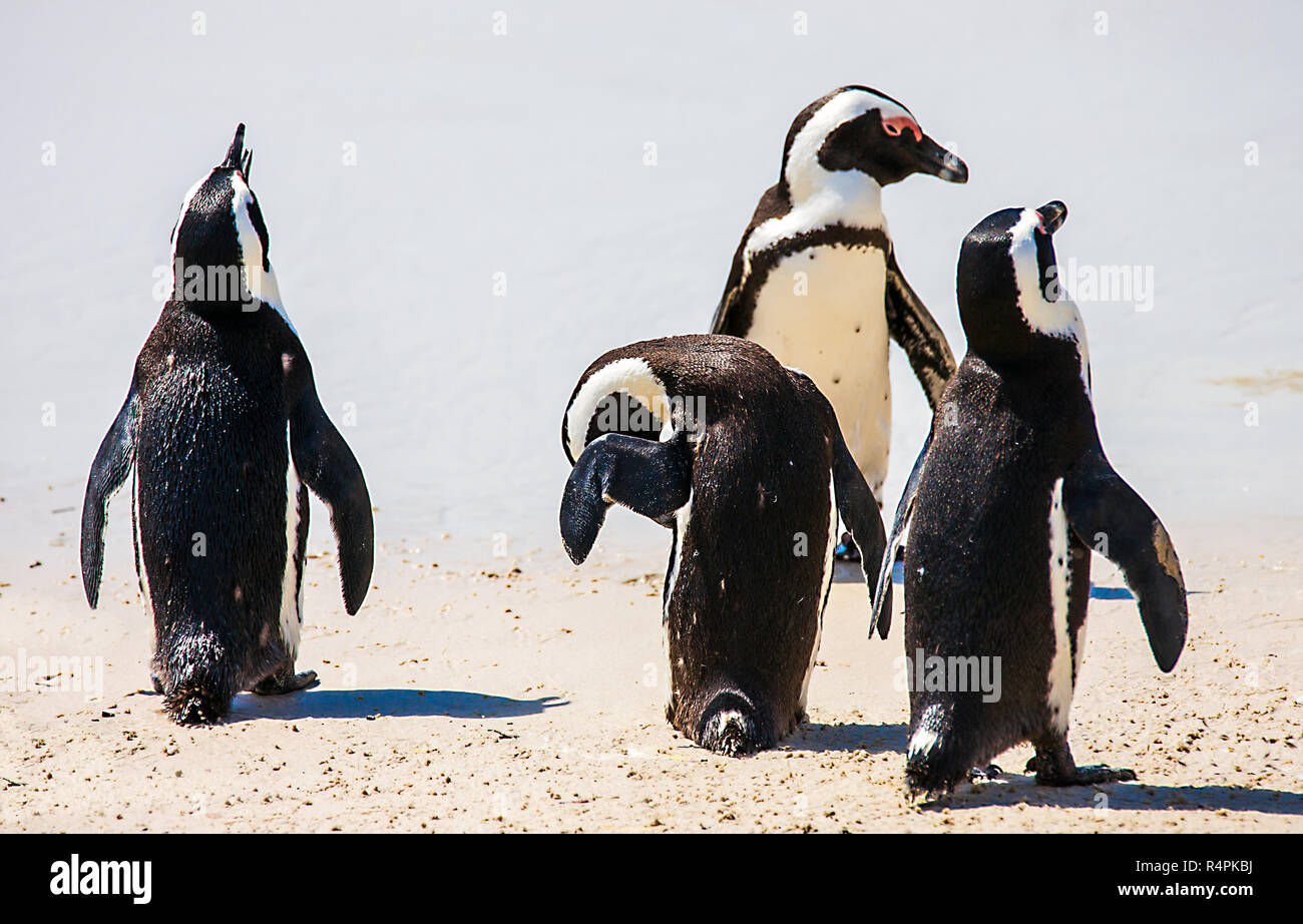 Colonia di pinguini in false bay in simons town sud africa Foto Stock