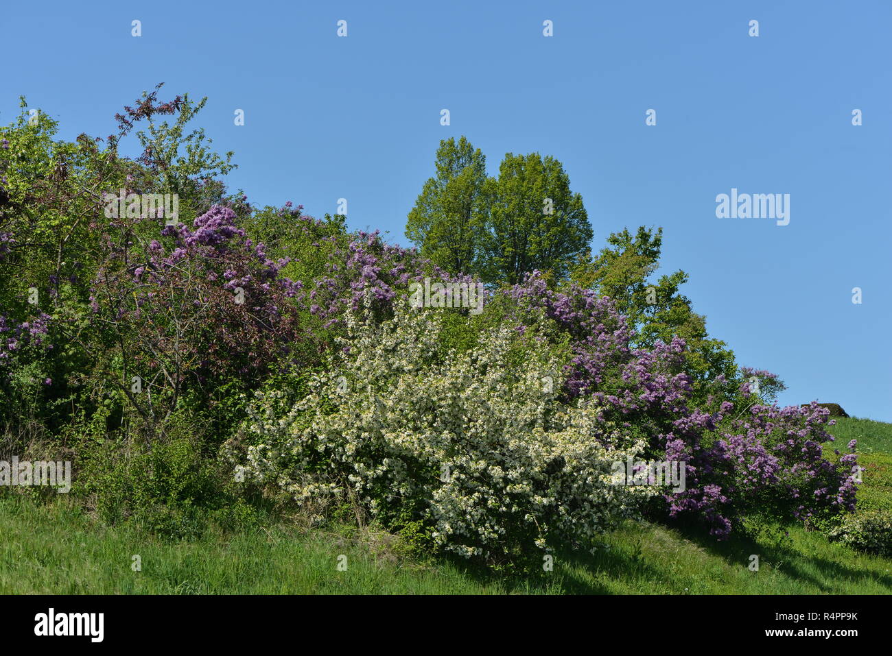 Alberi di lilla in primavera Foto Stock