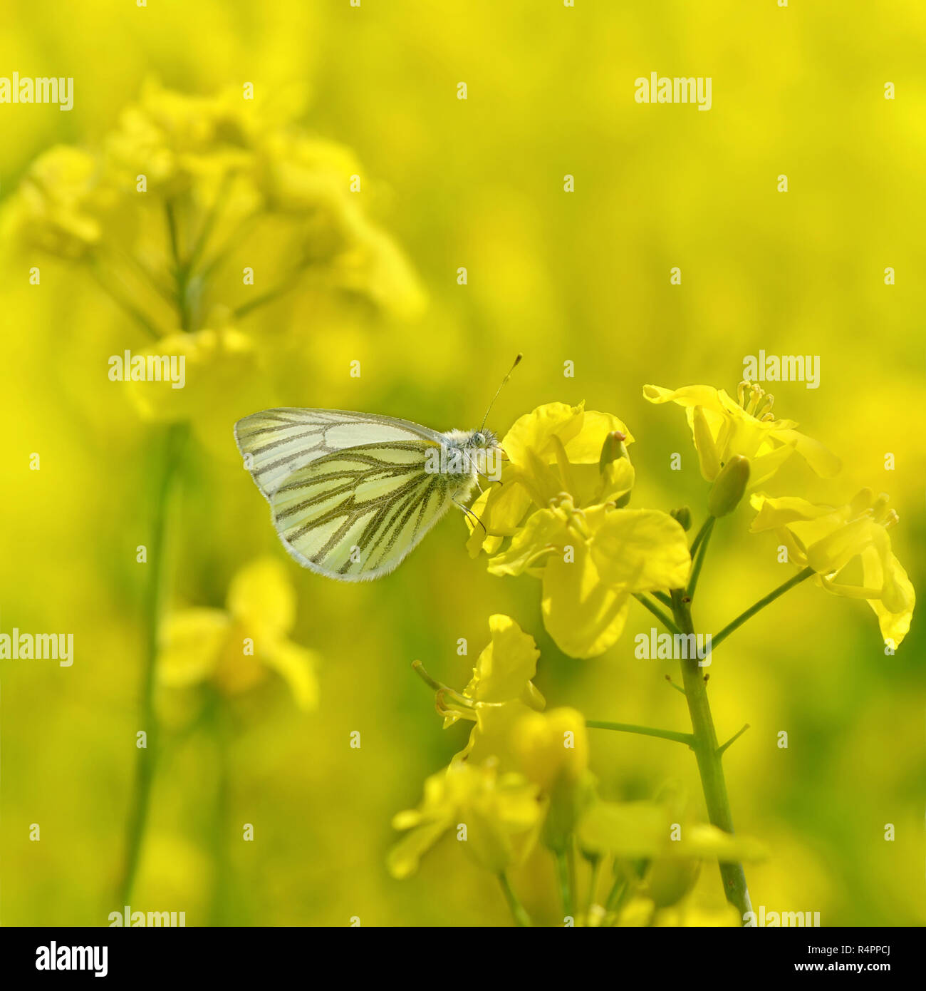 Butterfly nel campo di colza Foto Stock