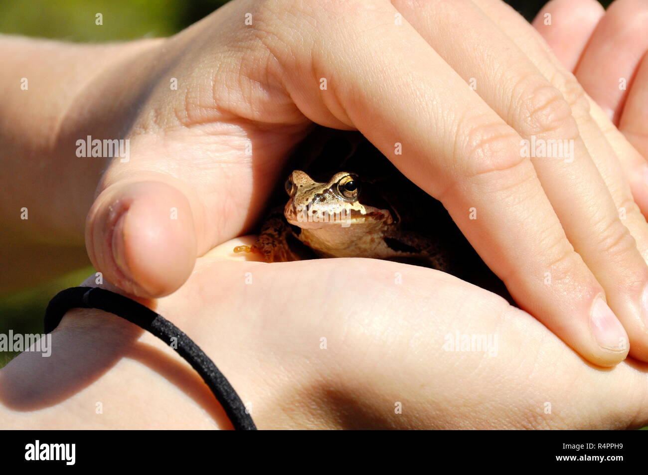 Una rana della specie Rana temporaria seduto in una mano di donna Foto Stock
