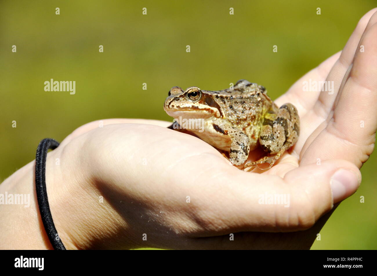 Una rana della specie Rana temporaria seduto in una mano di donna Foto Stock