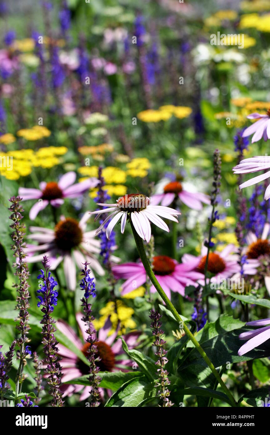 Beefriendly coloratissimi fiori in un giardino Foto Stock