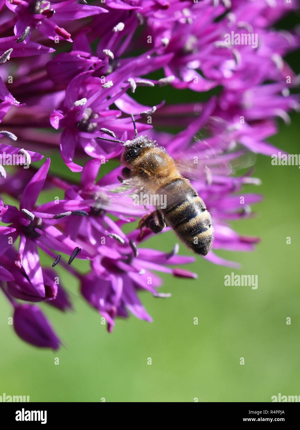 Il miele delle api su un viola allium fiore Foto Stock