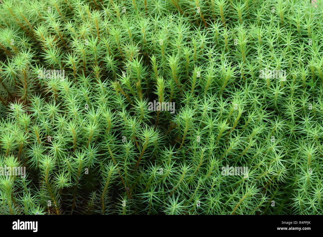 Haircap moss polytrichun sp. crescente sul suolo della foresta Foto Stock