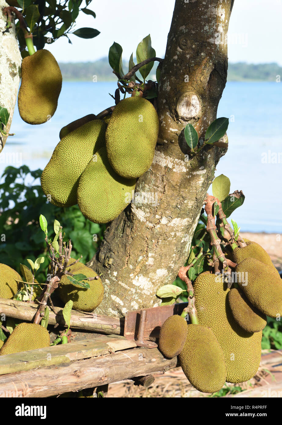 Jackfruit (Artocarpus heterophyllus) crescere accanto al lago Victoria. Entebbe, Uganda. Foto Stock