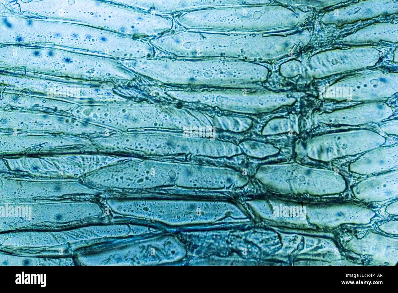 Vista al microscopio di cellule di cipolla Foto stock - Alamy