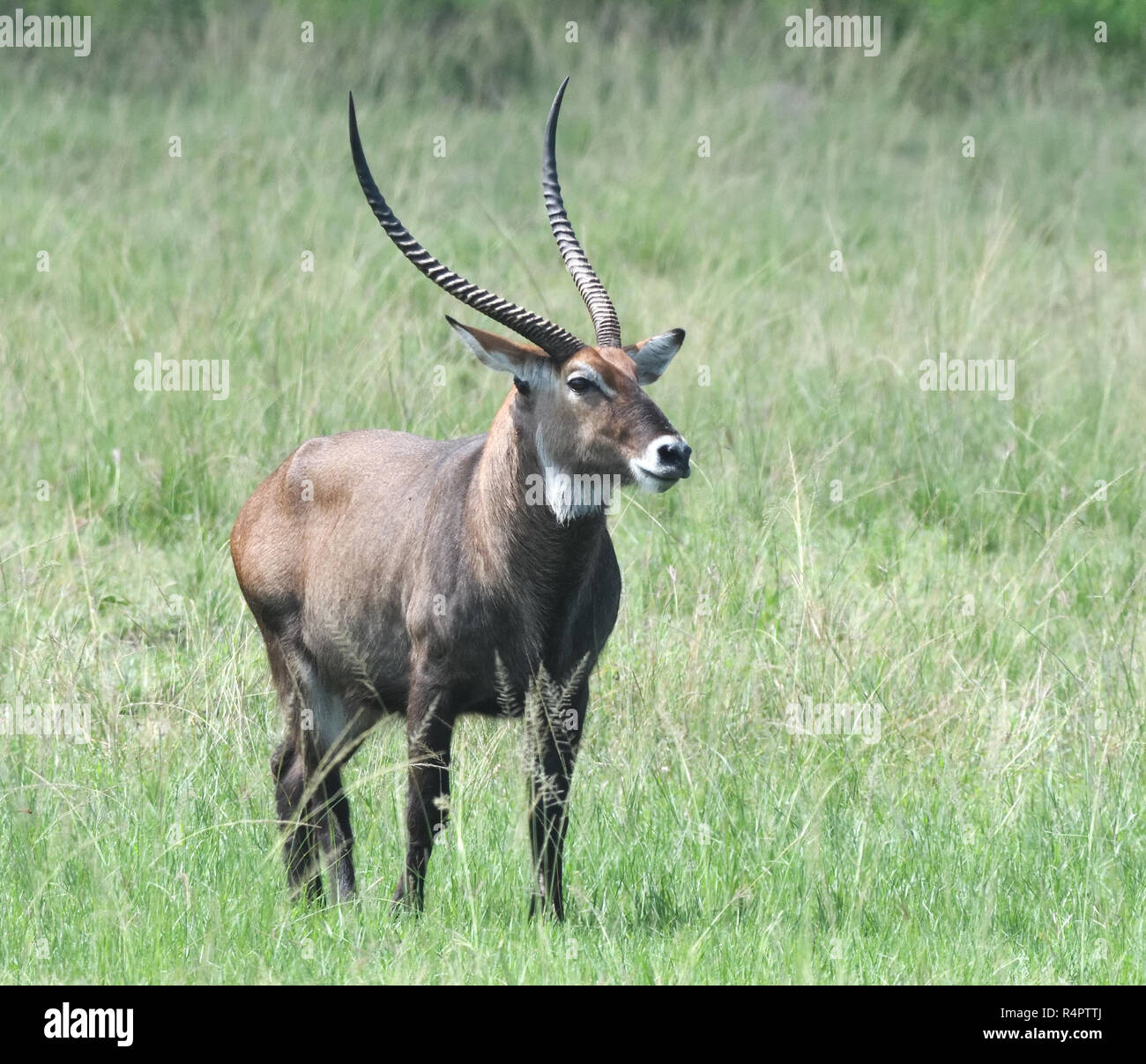 Voce maschile East African defassa waterbuck (Kobus ellipsiprymnus defassa). Queen Elizabeth National Park, Uganda. Foto Stock