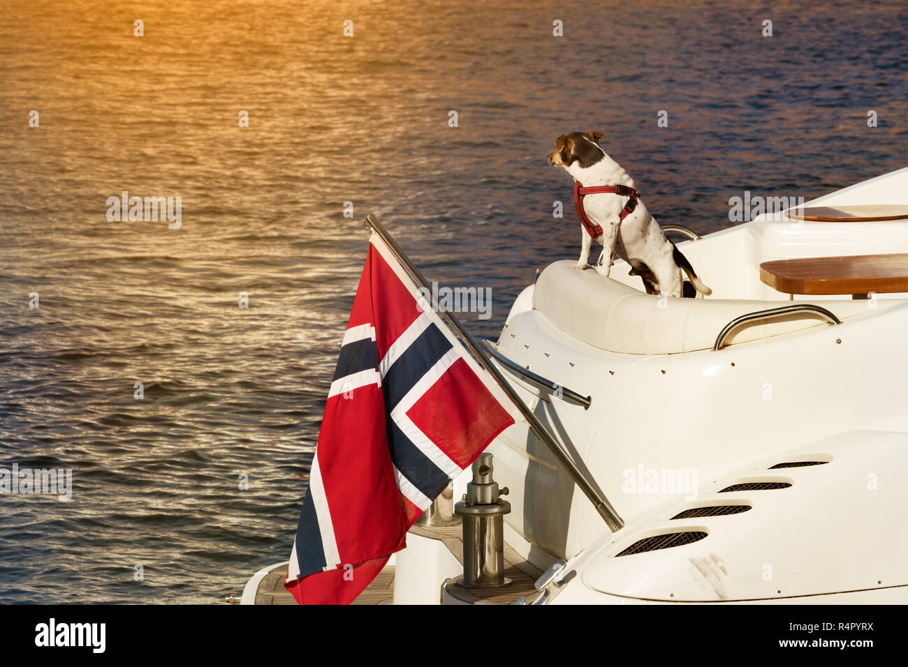 Un cane in piedi sul retro di uno yacht con la bandiera norvegese che guarda lontano il tramonto. Foto Stock