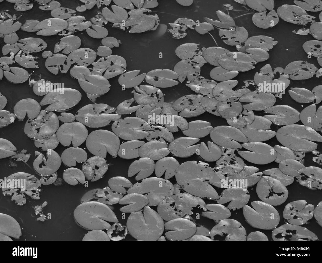 Ninfee in acqua ancora Foto Stock