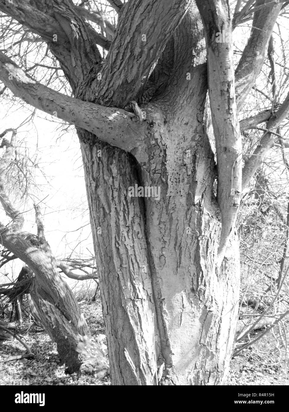In bianco e nero di corteccia di albero nella luce Foto Stock