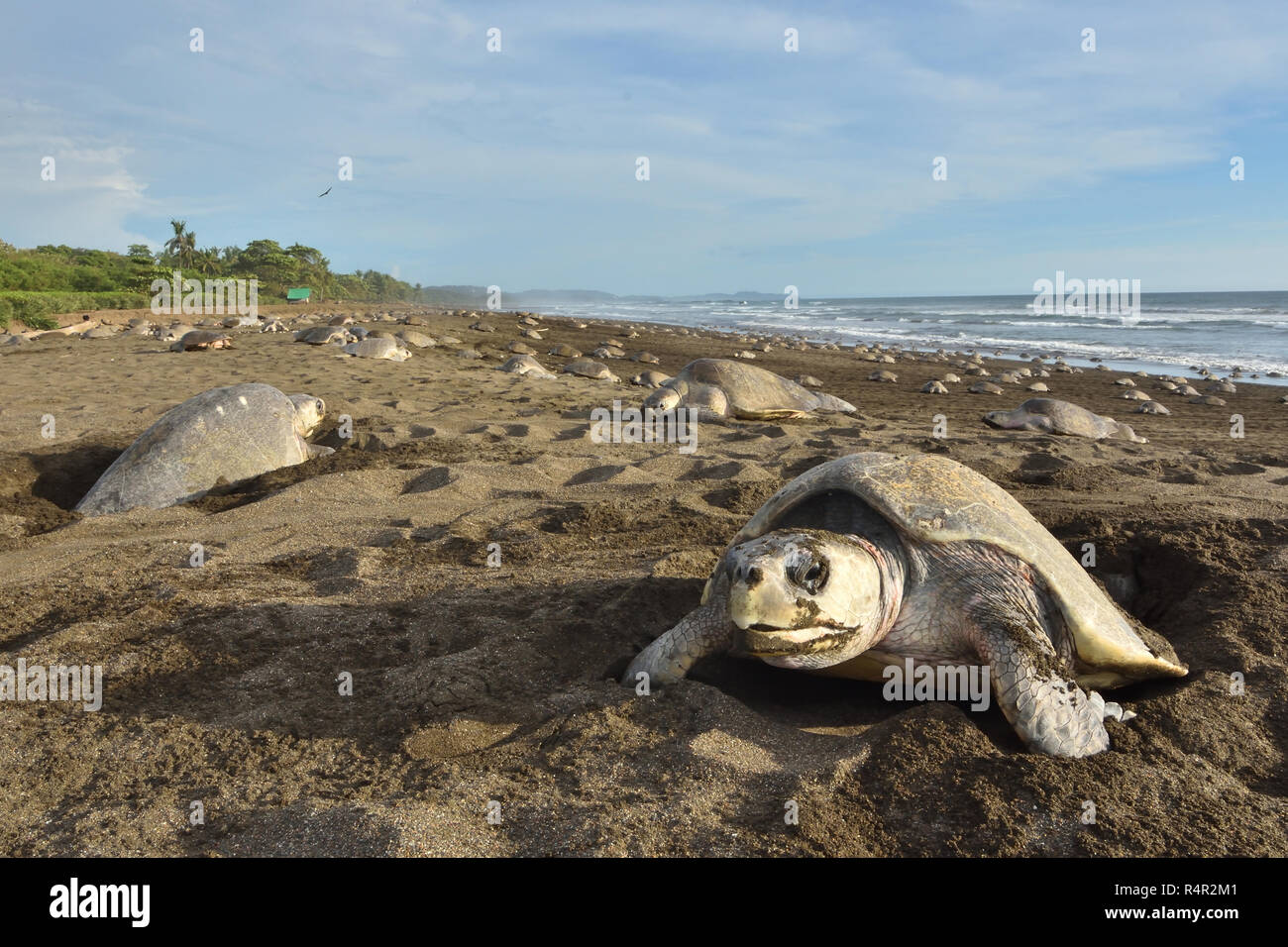 Un massiccio di nidificazione delle tartarughe di Olive Ridley tartarughe di mare in spiaggia Ostional; Costa Rica, Guancaste Foto Stock