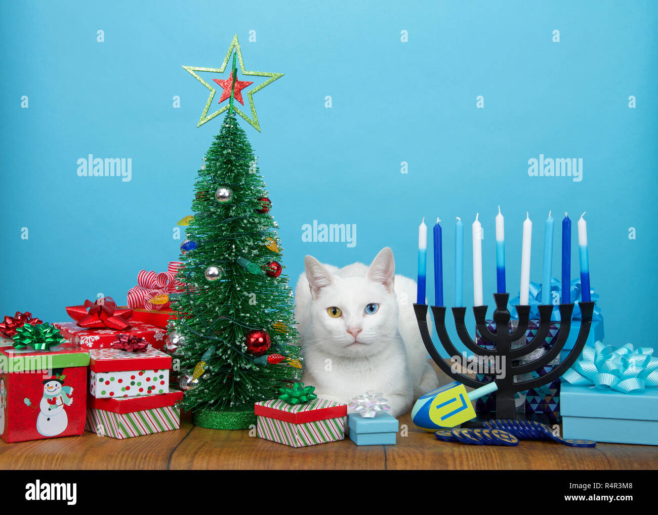 Adorabile cucciolo bianco con heterochromia (occhi dispari) che stabilisce tra un albero di Natale e di Hanukkah Menorah. Molte più famiglie di fede celebrare sia X Foto Stock