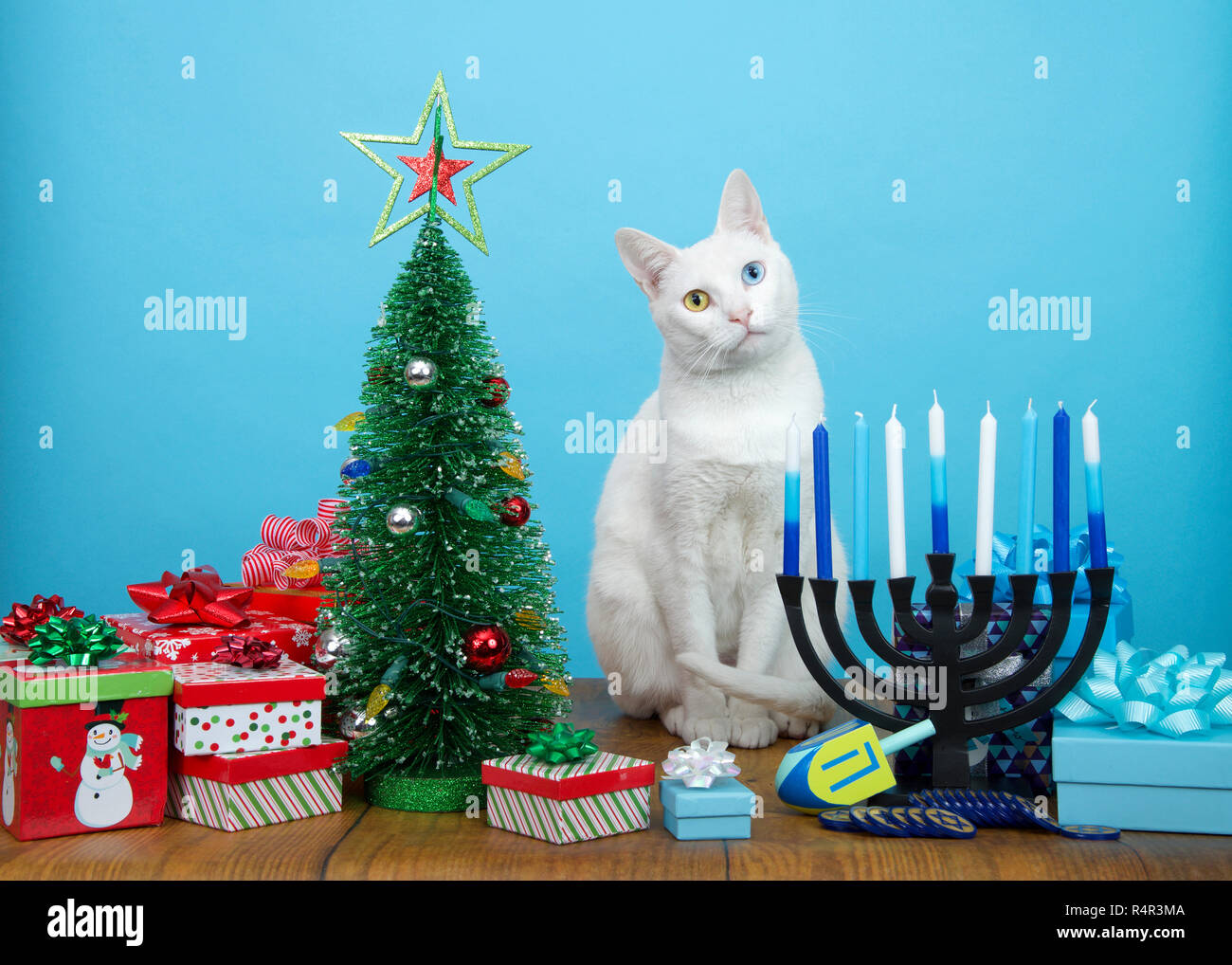 Adorabile cucciolo bianco con heterochromia (dispari occhi) seduti tra un albero di Natale e di Hanukkah Menorah, testa inclinata. Molte più famiglie di fede ce Foto Stock