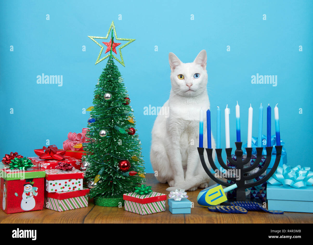 Adorabile cucciolo bianco con heterochromia (dispari occhi) seduti tra un albero di Natale e di Hanukkah Menorah guardando al visualizzatore. Molti multi fede famili Foto Stock