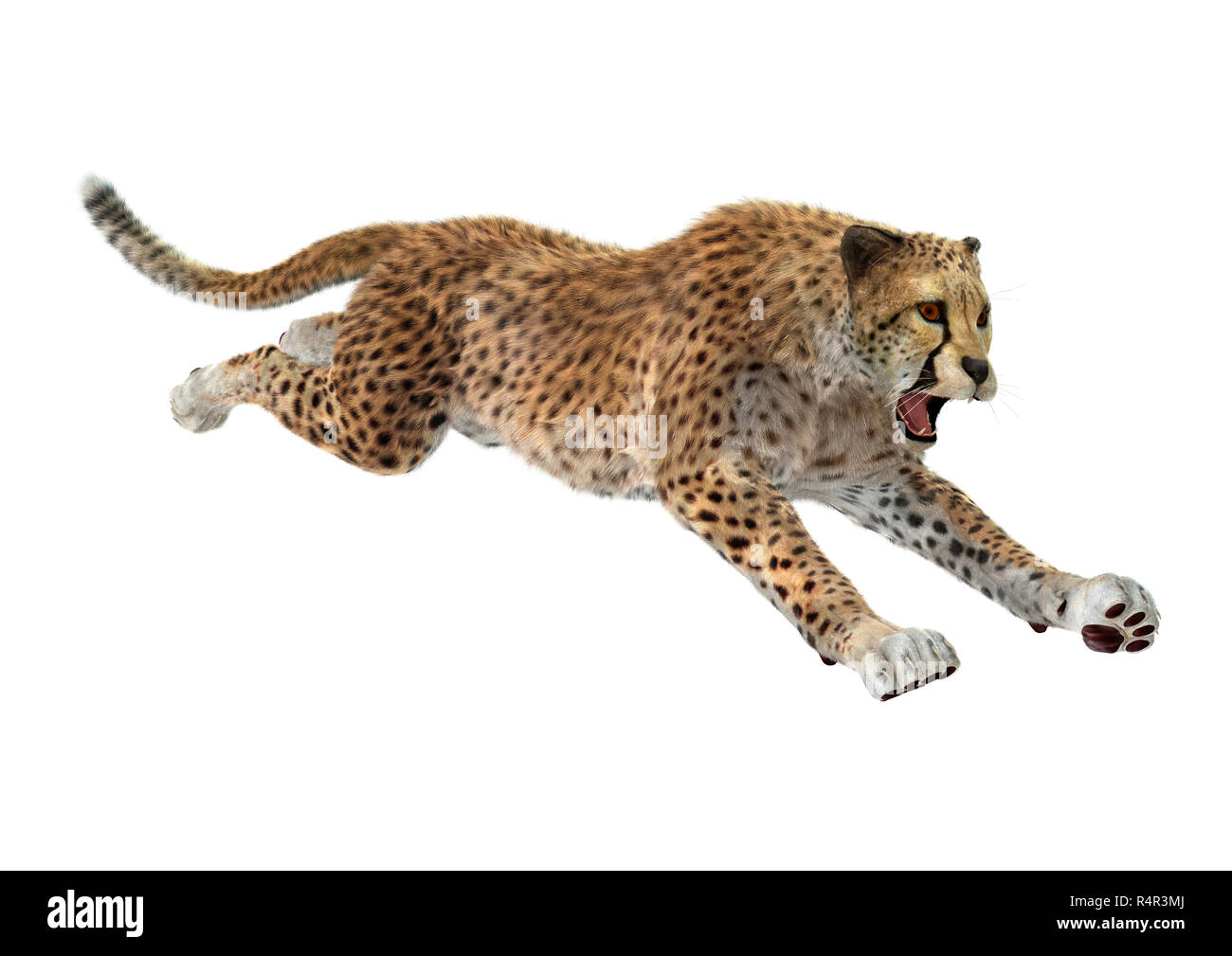 3D Rendering Cheetah su bianco Foto Stock