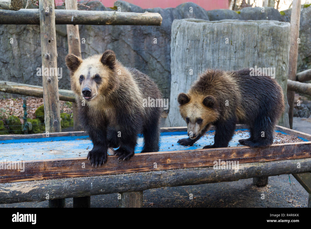 Piccolo Orso allo zoo Foto Stock