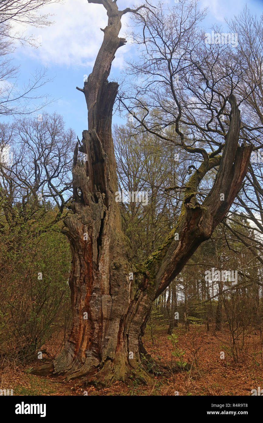 Lo stemma di quercia in hutewald sababurg Foto Stock